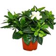 Plante Gardenia - Gardenia jasminoides - Blanc - Pot 12cm-0