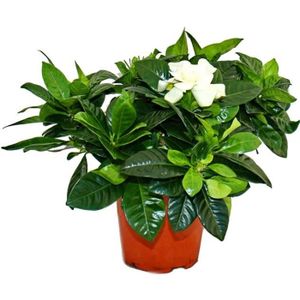 JARDINIÈRE - BAC A FLEUR Plante Gardenia - Gardenia jasminoides - Blanc - Pot 12cm