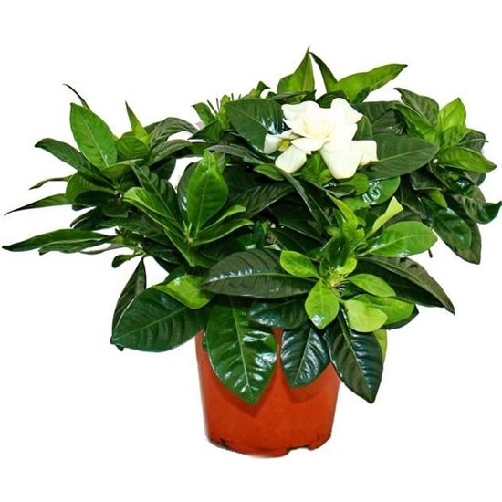 Plante Gardenia - Gardenia jasminoides - Blanc - Pot 12cm