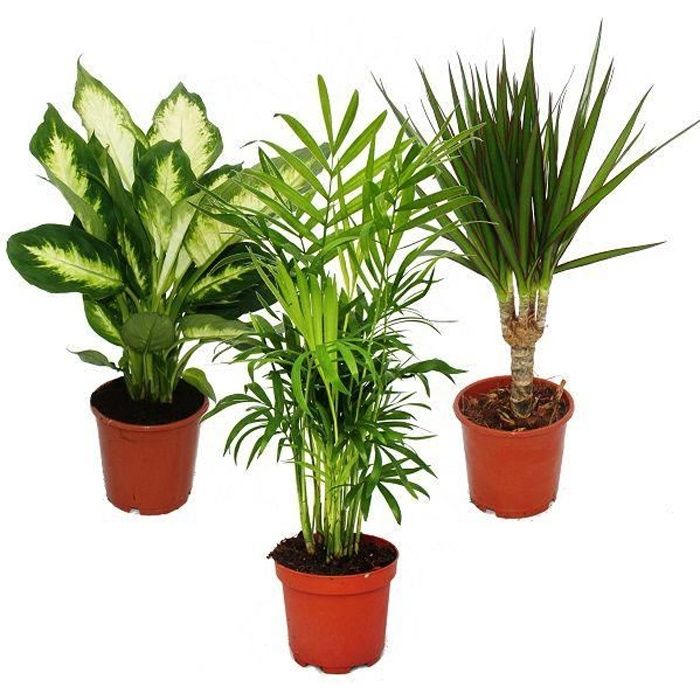 Exotenherz - Plante d'intérieur Mix II, ensemble de 3, 1x Dieffenbachia, 1x Chamaedorea (palmier des montagnes) 1x Dracena marginata