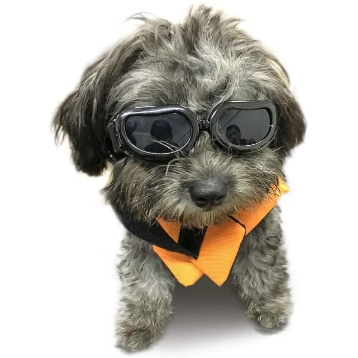 Lunettes soleil chien