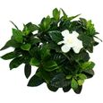 Plante Gardenia - Gardenia jasminoides - Blanc - Pot 12cm-1