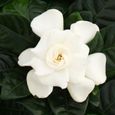 Plante Gardenia - Gardenia jasminoides - Blanc - Pot 12cm-2