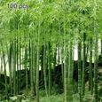 100 pièces en bambou Seeds-Green-0