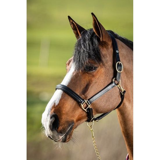 Collier de chasse poneys et chevaux Flags and Cup Paris en cuir naturel – En Selle Prunelle