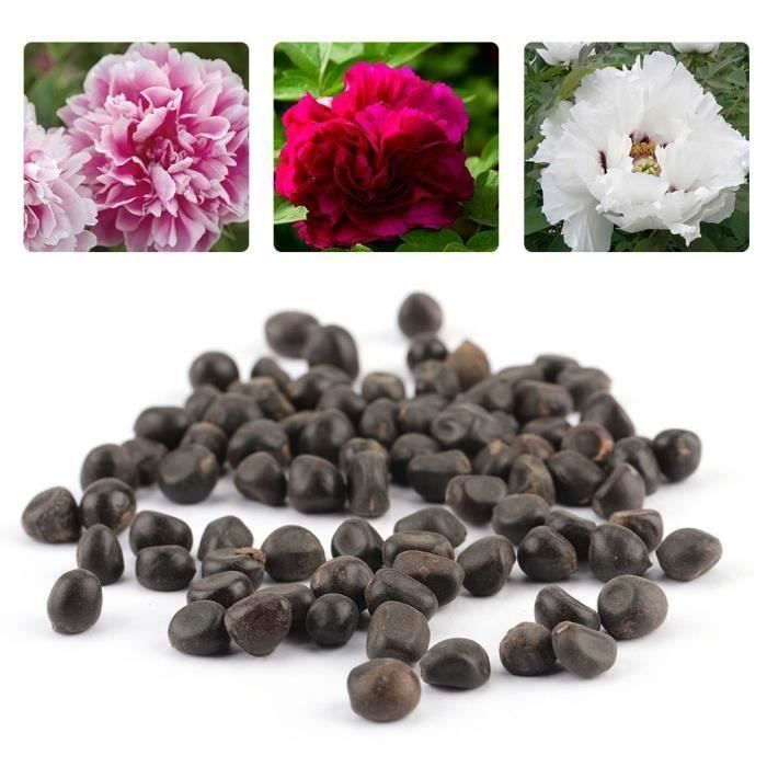 Graine semence 120 pcs Chine pivoine graines Paeonia Suffruticosa fleur arbre plante-RAC
