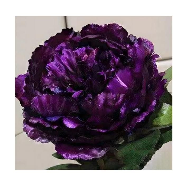 60 pièces Graines de Pivoine Graines Fleurs à Semer Graine