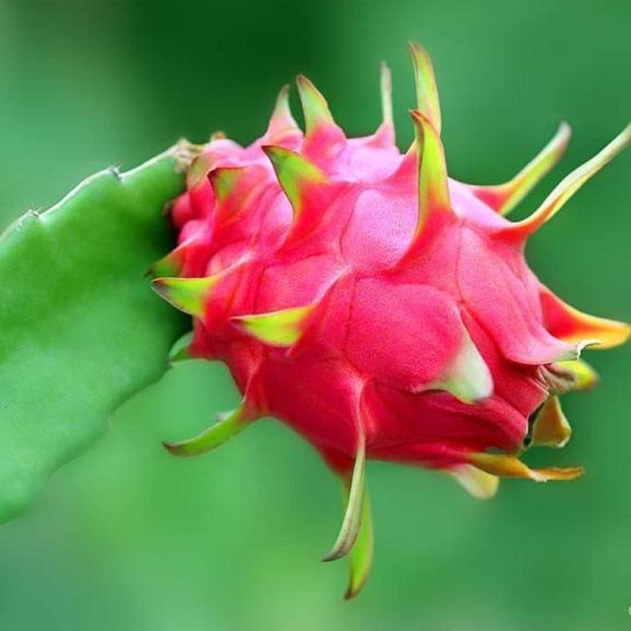 50pcs Pitaya Graines Dragon Fruit Doux Juteux Chair Attrayant Vivace Escalade Succulent Arbuste