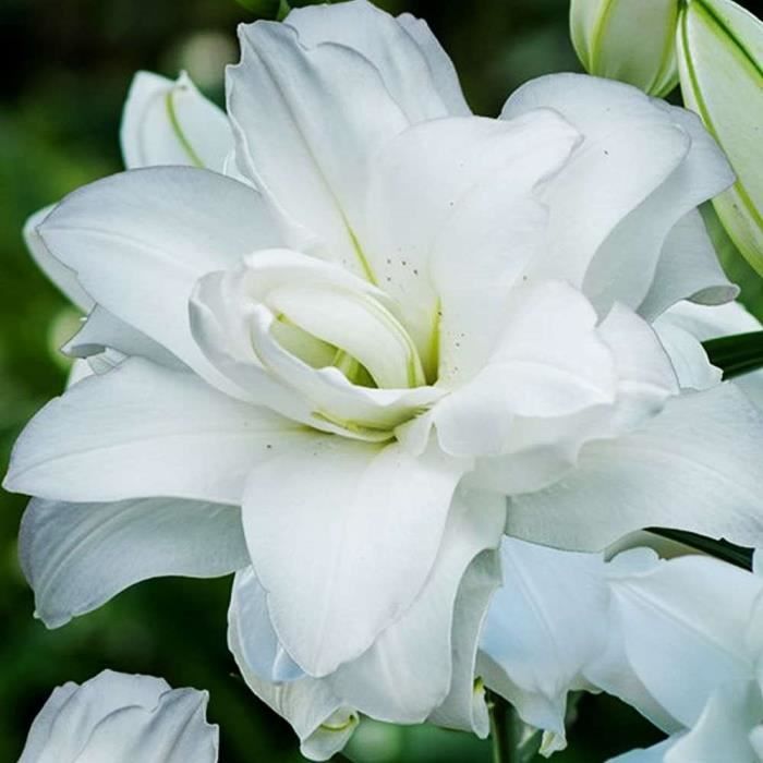 1x Bulbe Lys Plante exterieur vivace Bulbe Lys blanc Fleurs à planter  Lilium bulbe Fleurs à bulbes Double Lys oriental Lotus P[405] - Cdiscount  Jardin