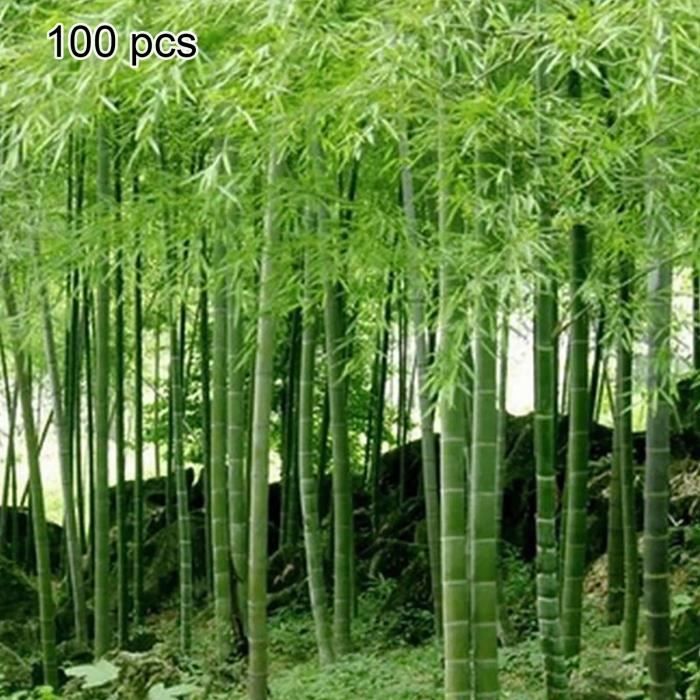 100 pièces en bambou Seeds-Green