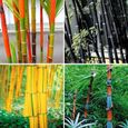 100 pièces en bambou Seeds-Green-1