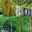 100 pièces en bambou Seeds-Green-2