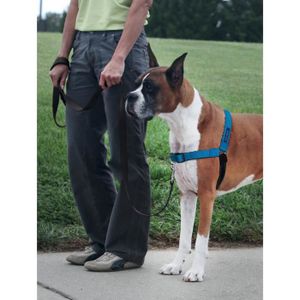 HARNAIS ANIMAL PetSafe - Harnais pour Chien Deluxe Easy Walk (M/L), Réfléchissant, Résistant, Facile à Utiliser, Anti-Traction - Bleu Océan
