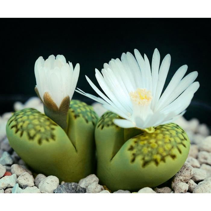 10 Graines De Lithops Julii Fulleri, Cadeau, Mignon Plantes Grasses, Exotiques Rares Succulentes À Fleurs Graines, Idée Cadeau De
