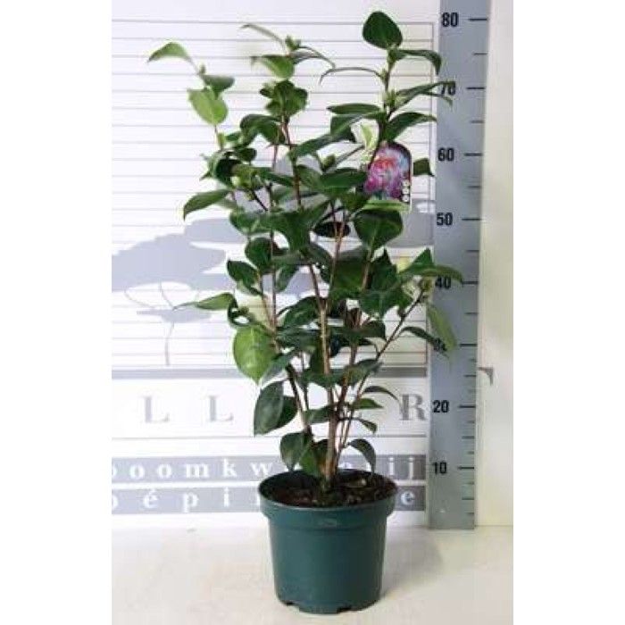 Camellia japonica in soorten-en var - Camellia japonica in soorten-en var 50- 60 cm en pot