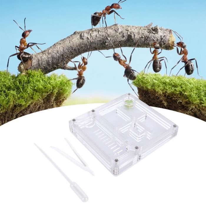 Boîte délevage de fourmis - Transparent - 11x10x1.7 cm - Jouet éducatif - Observation des fourmis