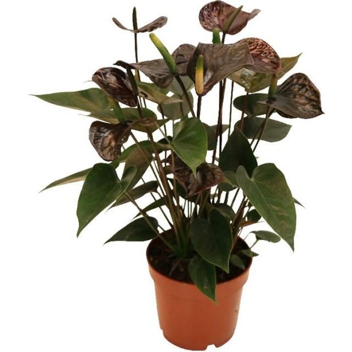 Anthurium andreanum "Karma Noir" - avec fleur noire en pot de 12cm