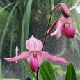100pcs graines d’orchidée perroquet 1-2