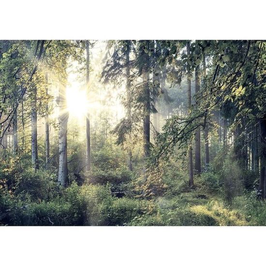 Moderne Impression sur Verre Forêt Pin Soleil Image Tableau Moderne Impression sur Verre Forêt Pin Soleil Image Tableau