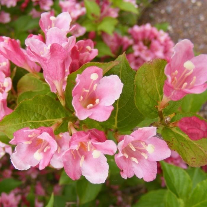 My Monet Sunset Weigela This New Dwarf Weigela Has Very