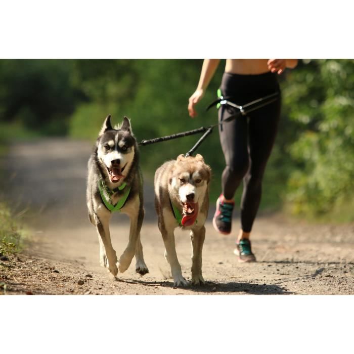 Laisse canicross pour chien de qualité : Promenade & sport
