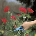 Cueille-roses GARDENA - Taille XL - Lames affûtées inox - Résistant rouille - Garantie 25 ans - (359-20)-3