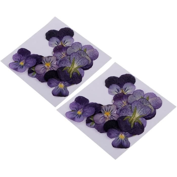 Fleur Séchée Vraie Naturelle Pressée par Fleur Violette De 24 Morceaux pour  L'artisanat[81] - Cdiscount Maison