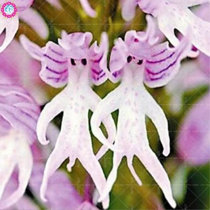 Version 1 - 0 Pièces Rare Orchidée Homme Fleurs Singe Bonsaï Vivace Intérieur Pour Maison Jardin Pot Plante Fleur #61 #9