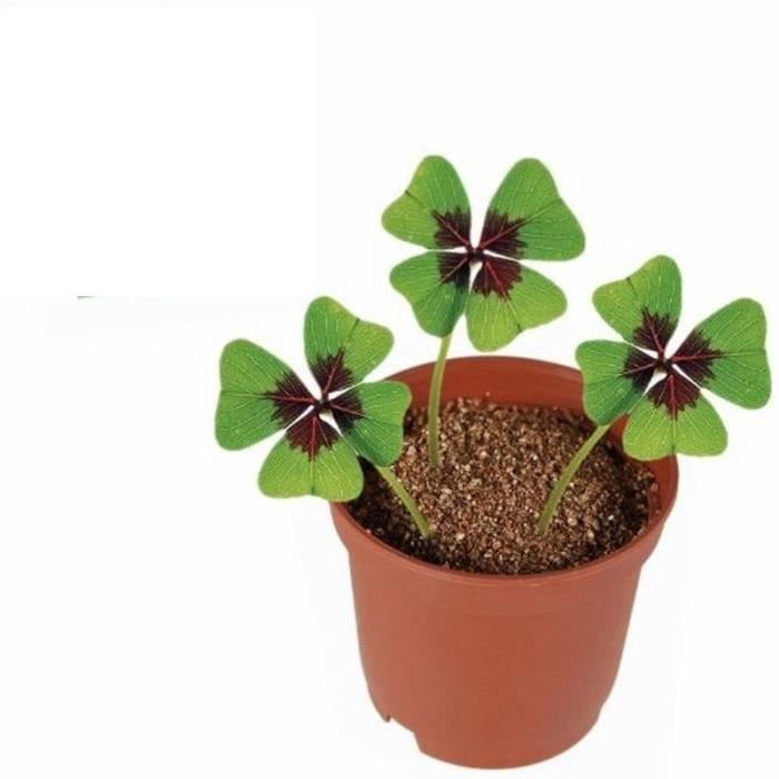 Trefle A 4 Feuilles Bulbe Semence Porte Bonheur Et Chance Cdiscount Jardin