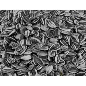 Vadigran Petites graines de tournesol striées
