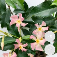 2x Trachelospermum Star of Ibiza – Jasmin rose de Toscane – Plante grimpante – D15 cm - H60-70 cm