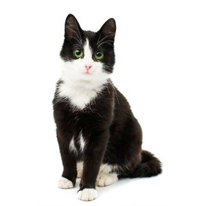 Tableau Chat Noir Et Blanc Cdiscount Tableau Chat Noir Et Blanc Cdiscount