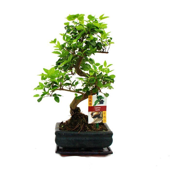 Troene Chinois Du Bonsai Ligustrum Sinensis Env 6 Ans Achat