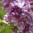 Gardener S Word Lovely Lilacs Syringas In May