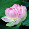 20 Pcs Graines de Lotus Facile à Planter Des Plantes À Fleurs Viable Intérieur Extérieur 5-0