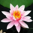 20 Pcs Graines de Lotus Facile à Planter Des Plantes À Fleurs Viable Intérieur Extérieur 5-1