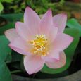 20 Pcs Graines de Lotus Facile à Planter Des Plantes À Fleurs Viable Intérieur Extérieur 5-2