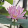 20 Pcs Graines de Lotus Facile à Planter Des Plantes À Fleurs Viable Intérieur Extérieur 5-3