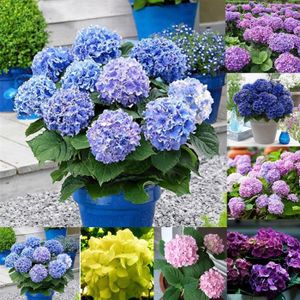Kisshes Seedhouse 30pcs graines de Hortensia Lhortensia à grandes fleurs résistant au froid 