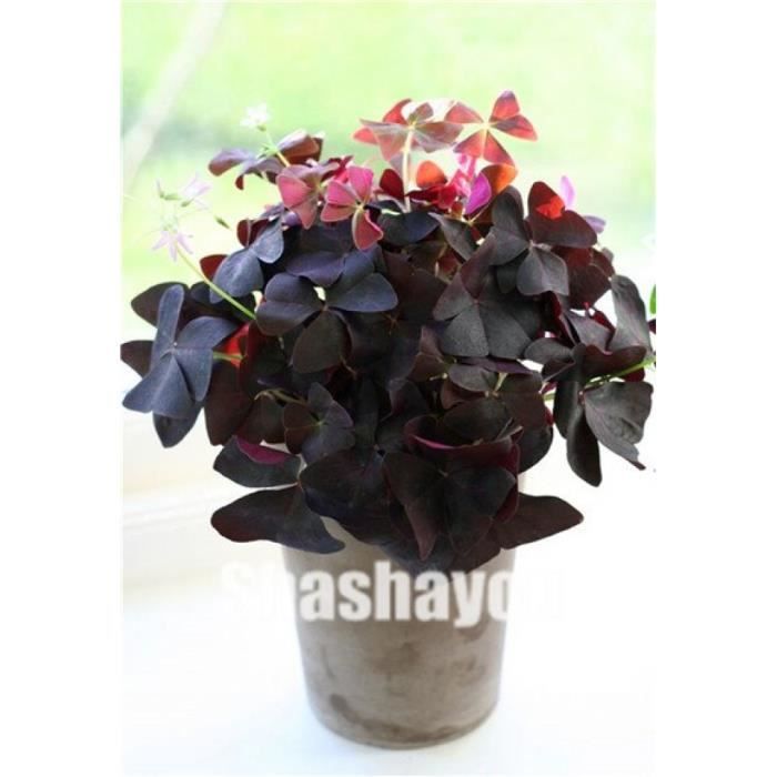 Version 10 - Oxalis Bois Oseille Fleur Violet Shamrock Trèfle ...