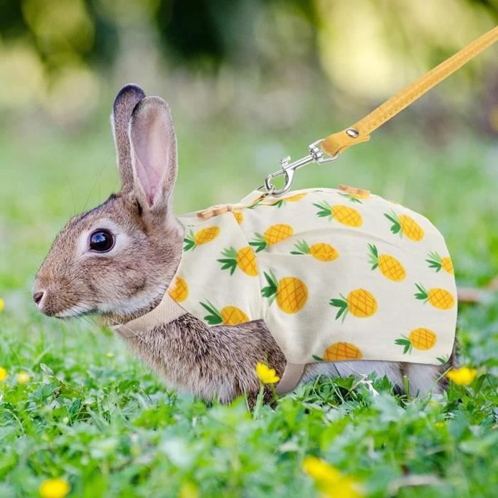 Vetement pour hotsell lapin