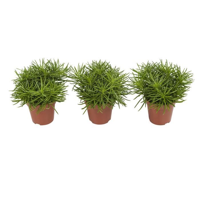 Senecio Himalaya Plante Succulente 3 Plantes Plante D Interieur Hauteur 25 Cm Pot 12 Cm Entretien Facile Achat Vente Plante Poussee Senecio Himalaya Cdiscount