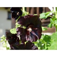 35 Graines de Rose Trémière Noire - fleurs jardins ornement - semences paysannes