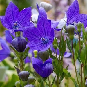 GRAINE - SEMENCE 150 Graines de Campanules à grandes fleurs (platycodon grandiflorus azul)
