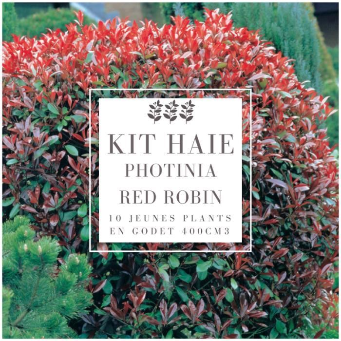 Kit Haie Photinia (Photinia Fraseri 'Red Robin') - Haie en Kit - 10 Jeunes Plants