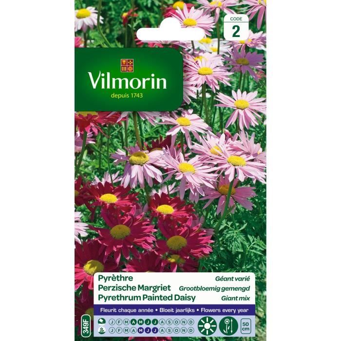VILMORIN Pyrethre géant varié