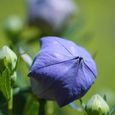 150 Graines de Campanules à grandes fleurs (platycodon grandiflorus azul)-1
