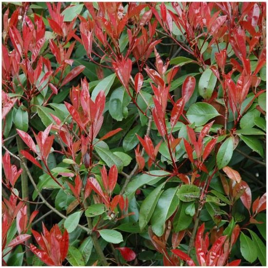 How To Grow Photinia Red Robin The Garden Of Eaden
