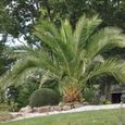 Palmier des Canaries(Phoenix canariensis)-Plant en pot de 1,5 litre-Hauteur du plant: 30/40cm-Croissance rapide-Hauteur adulte 20-0