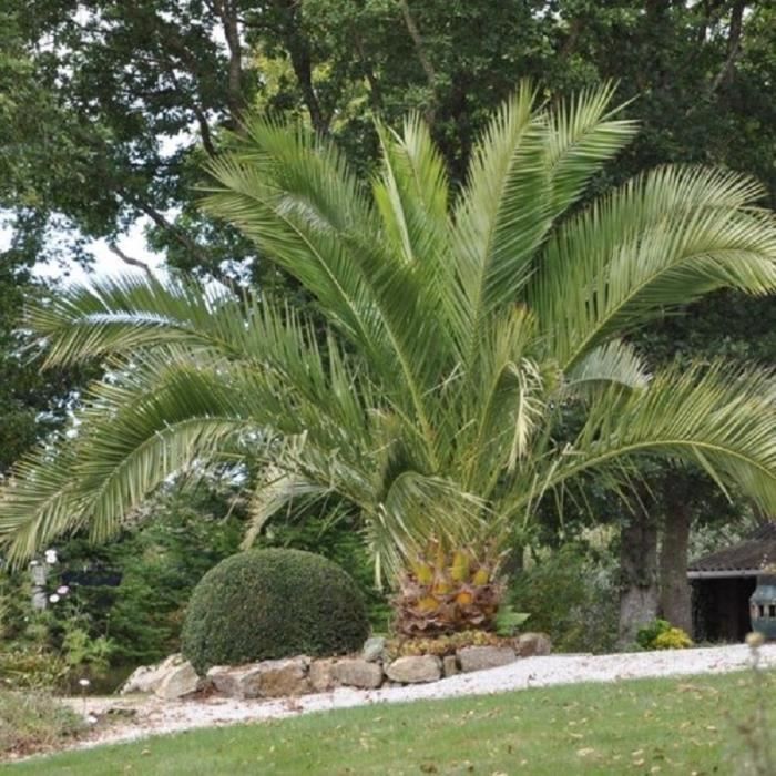 Palmier des Canaries(Phoenix canariensis)-Plant en pot de 1,5 litre-Hauteur du plant: 30/40cm-Croissance rapide-Hauteur adulte 20 m-